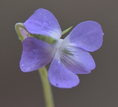 Viola collina