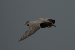 Larus argentatus × hyperboreus