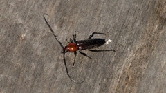 Stenosphenus dolosus