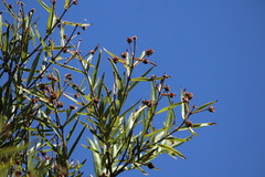 Cephalanthus salicifolius