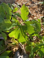 Stylophorum diphyllum