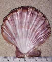 Nodipecten nodosus