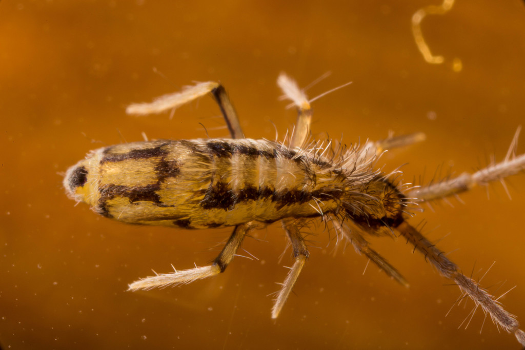 Entomobrya muscorum, photo 1 of 10