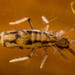 Entomobrya muscorum - Photo (c) Fred, μερικά δικαιώματα διατηρούνται (CC BY-NC), uploaded by Fred