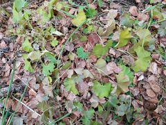 Alchemilla lindbergiana