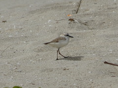 Charadrius alexandrinus