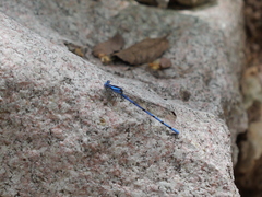 Argia lacrimans