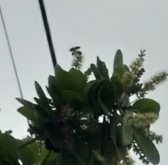 Apis mellifera