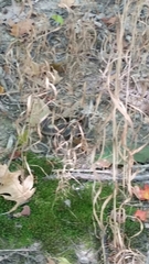 Thamnophis sirtalis