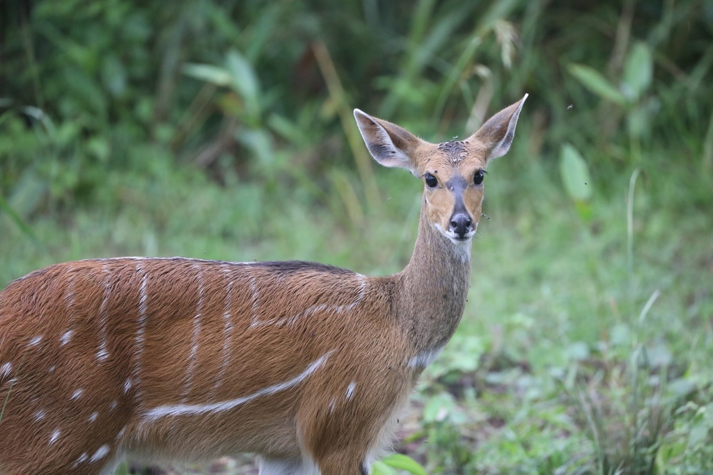 Northern Bushbuck (Tragelaphus scriptus) - Know Your Mammals