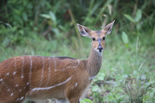Northern Bushbuck
