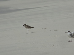 Pluvialis squatarola