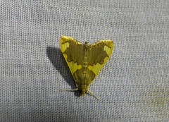 Rehimena