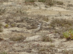 Charadrius alexandrinus