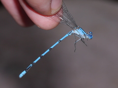 Argia lacrimans