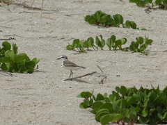 Charadrius alexandrinus