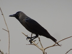 Corvus splendens