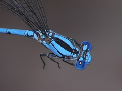 Argia lacrimans