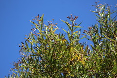 Cephalanthus salicifolius