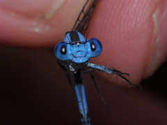 Argia lacrimans