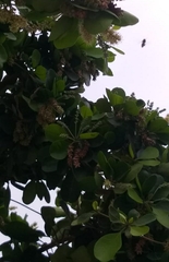 Apis mellifera