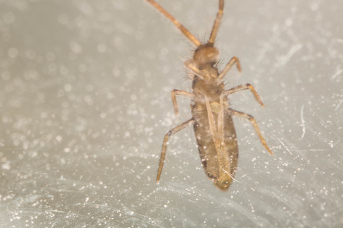 Entomobrya muscorum, photo 3 of 10