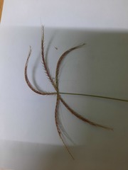 Poaceae