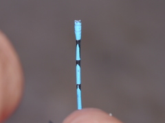 Argia lacrimans