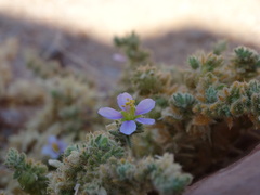 Fagonia mollis