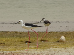 Himantopus himantopus