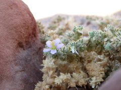 Fagonia mollis