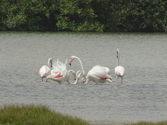 Phoenicopterus roseus