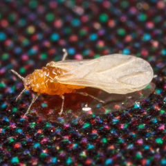Phylloxeroidea