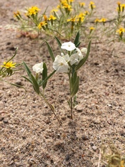 Euploca convolvulacea