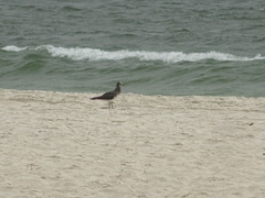 Ichthyaetus hemprichii