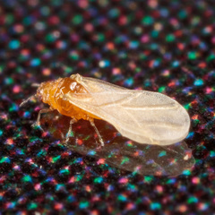 Phylloxeroidea
