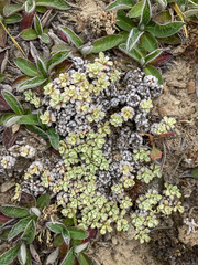 Raoulia parkii