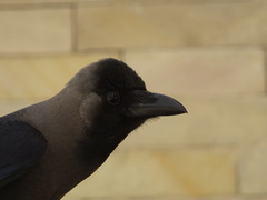 Corvus splendens