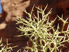 Zilla spinosa
