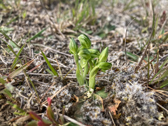 Pterostylis tanypoda