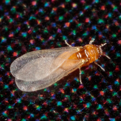 Phylloxeroidea