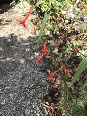 Ipomopsis aggregata formosissima