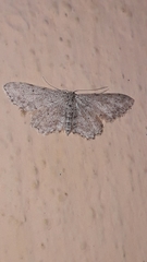 Idaea incisaria
