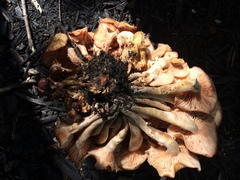 Desarmillaria caespitosa image