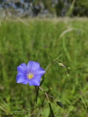 Linum perenne