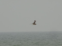 Ichthyaetus hemprichii