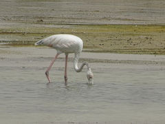 Phoenicopterus roseus