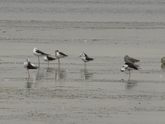 Himantopus himantopus