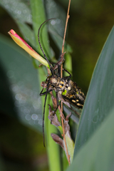 Batocera lineolata