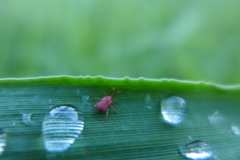 Erythraeoidea